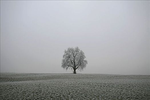 霜,冬天,正面,海洋,雾,瑞士