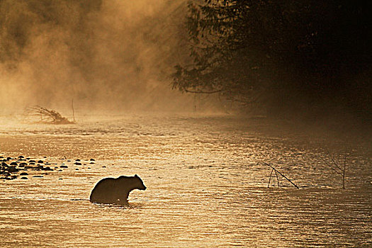 漂亮,剪影,大灰熊,第一,光线,阳光,日出,雾状,不列颠哥伦比亚省,加拿大
