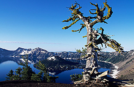 美国,火山湖国家公园,俄勒冈,节瘤,松树,残枝,高处,火山湖,巫师岛