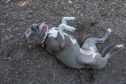 玩耍的比特斗牛犬