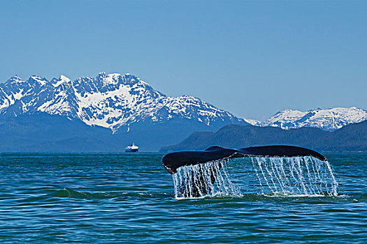 合成效果,驼背鲸,运河,远景,东南阿拉斯加,夏天