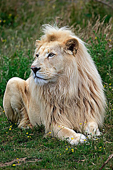 狮子,成年,雄性,白色,彩色,变异,非洲,俘获,英格兰,英国,欧洲