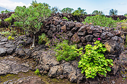 植物,石墙,火山岩,石头,几内亚,加纳利群岛,西班牙