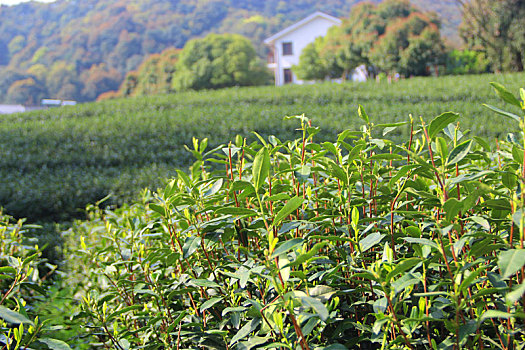 春茶,明前茶,茶园