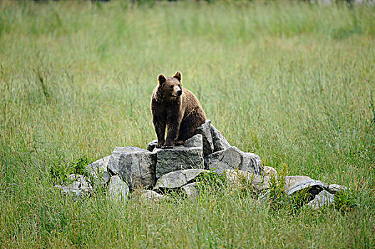 棕熊,巴伐利亚森林,巴伐利亚,德国,欧洲