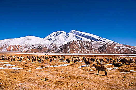 新疆,公路,草原,雪山,蓝天,羊群