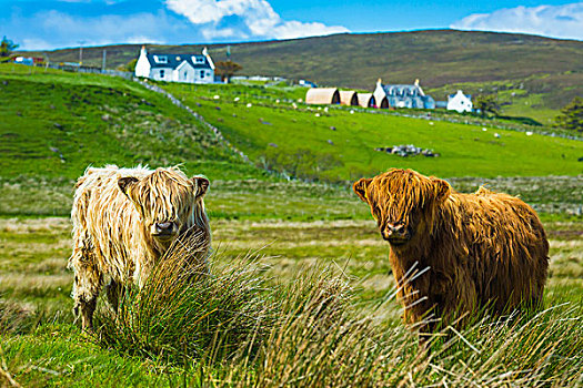高原牛,斯凯岛,苏格兰,英国