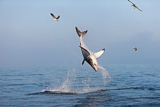 大白鲨,沙鲨属,成年,福尔斯湾,南非