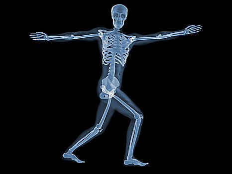 人体骨骼图片