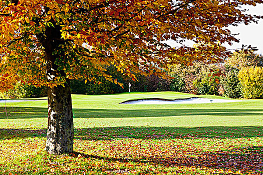 高尔夫,场地,树,秋天,北莱茵威斯特伐利亚,德国