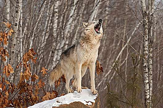 狼,叫喊,冬天,明尼苏达,美国,北美