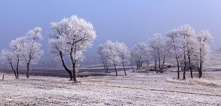 冬雪树挂