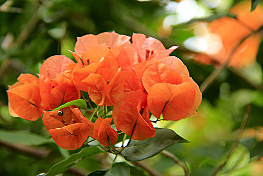 三角梅照片图片_三角梅照片图片大全_三角梅照片图片素材