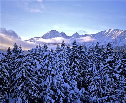 冬天,树林,提洛尔,奥地利
