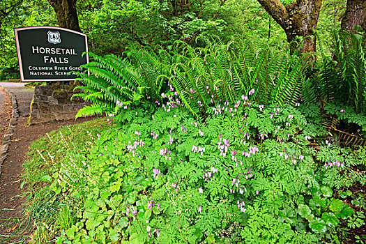 木贼属植物,瀑布,哥伦比亚河峡谷国家风景区,俄勒冈,美国