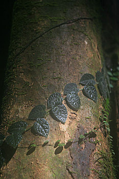 马来西亚沙捞越州沙捞越,穆鲁山国家公园热带雨林树树上生长藤类植物