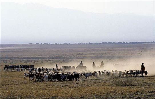 早晨,马萨伊人,家庭,牲畜,尘土,靠近,坦桑尼亚北部