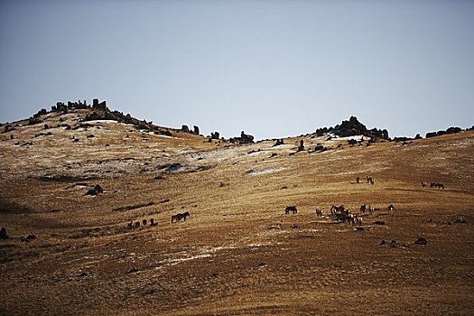 野马,山坡,蒙古
