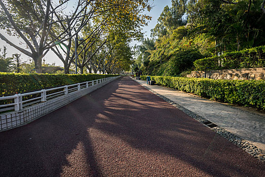 树林,公园里,步道