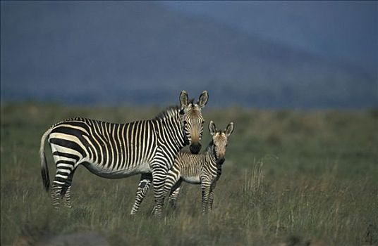 山,斑马,女性,成年,少年,站立,草,斑马山国家公园,南非