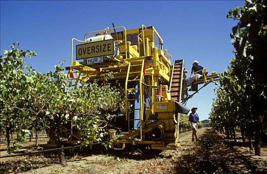机械,葡萄采摘,葡萄园,澳大利亚