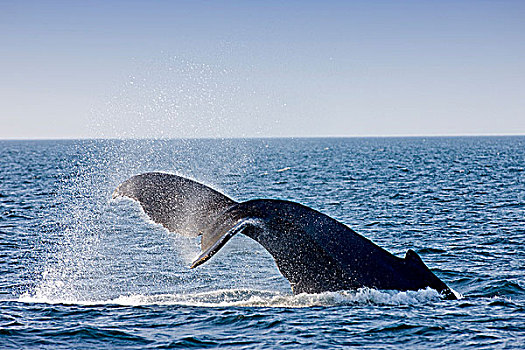 驼背鲸,大翅鲸属,鲸鱼,芬地湾,新布兰斯维克,加拿大