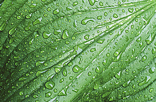 雨滴,宽,绿叶,不列颠哥伦比亚省,加拿大