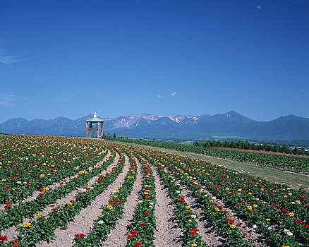 花,陆地,十胜岳山