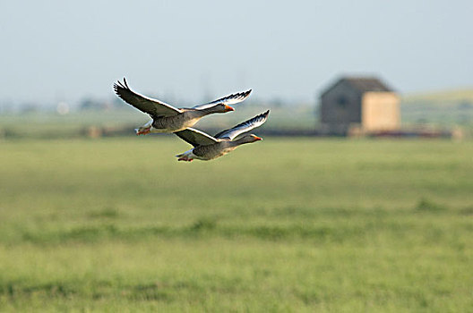 灰雁,鹅,两个,成年人,飞行,上方,沿岸,湿地,岛,英格兰,英国,欧洲