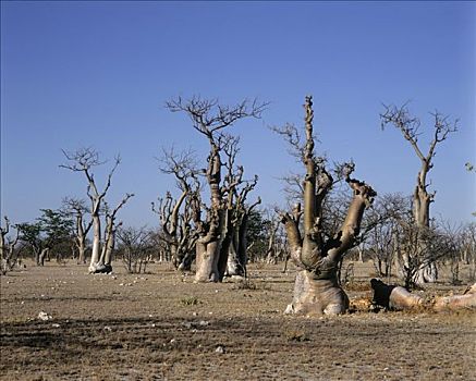 树,埃托沙国家公园,纳米比亚