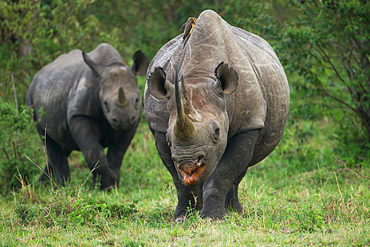 黑犀牛,女性,幼兽,灌木,塞伦盖蒂,裂谷省,肯尼亚,非洲