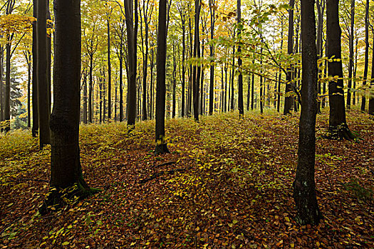 秋日树林,山,巴伐利亚,德国
