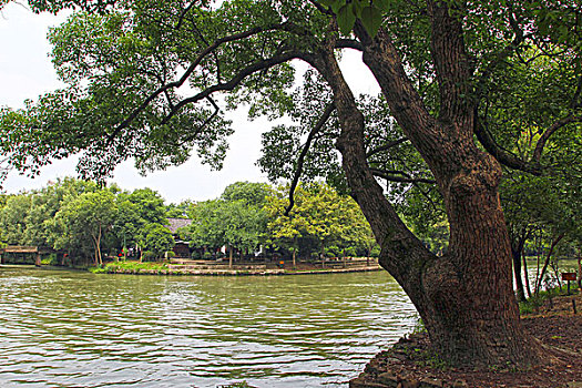 杭州,西溪,湿地,旅游,景点,水乡