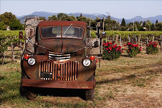 卡车,葡萄园,那帕山谷,加利福尼亚,美国