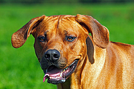 罗德西亚背脊犬,两个,雄性,肖像