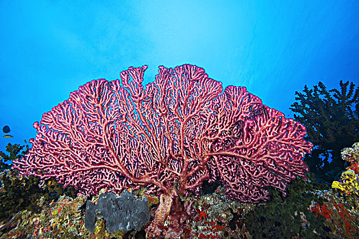樱花,珊瑚,软珊瑚,印度洋,马尔代夫,亚洲