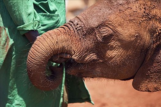 肯尼亚,内罗毕,看护,孤儿动物,大象,平静,内罗毕国家公园