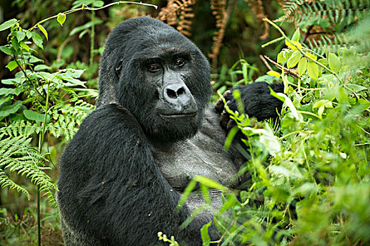 山地大猩猩,大猩猩,雄性,银背大猩猩,国家公园,乌干达,非洲