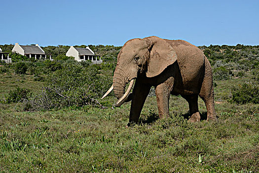 非洲,灌木,大象,非洲象,露营,阿多大象国家公园,东开普省,南非