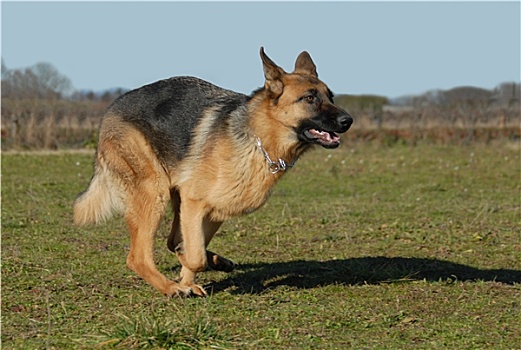跑,德国牧羊犬