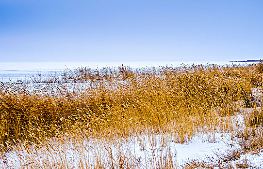 冬日,雪地,枯草,自然