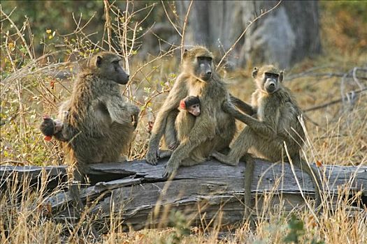 黄色,狒狒,黄狒狒,坐,莫瑞米,国家公园,野生动植物保护区,奥卡万戈三角洲,博茨瓦纳,非洲