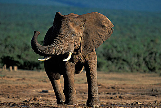南非,阿多大象国家公园,愤怒,公象,非洲象,水潭