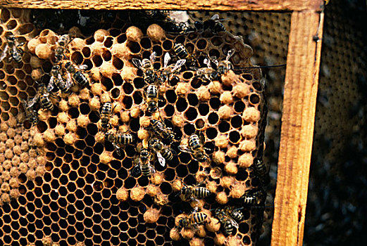 蜂巢,蜜蜂