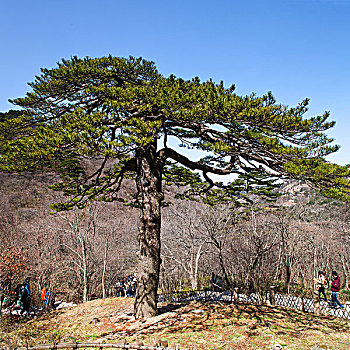 黄山,奇松,名松