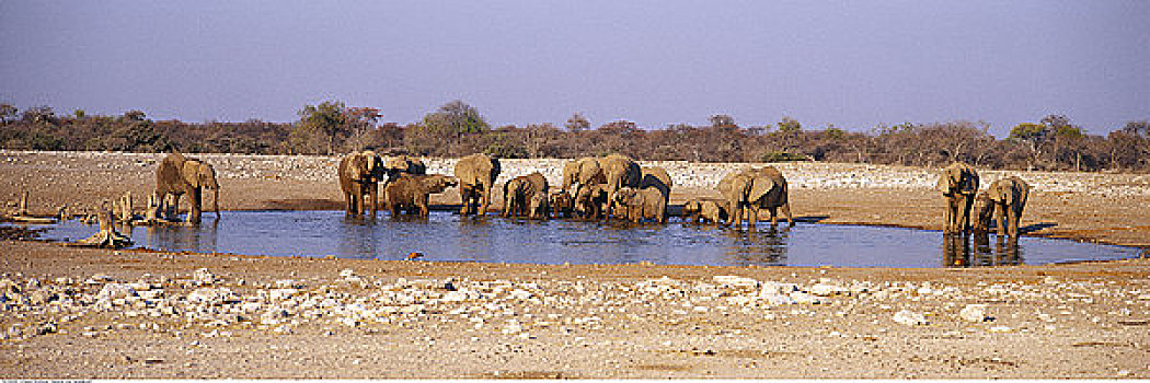大象,水潭,纳米比亚,非洲