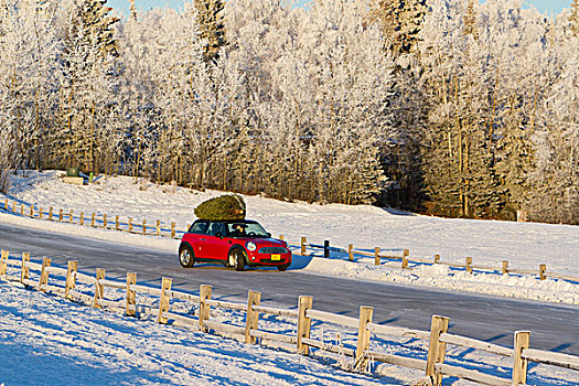 迷你库伯,跑车,圣诞树,上面,乡村道路,栅栏,楚加奇山,阿拉斯加,冬天
