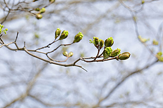 第一,枫树,芽,春天,自然,照片