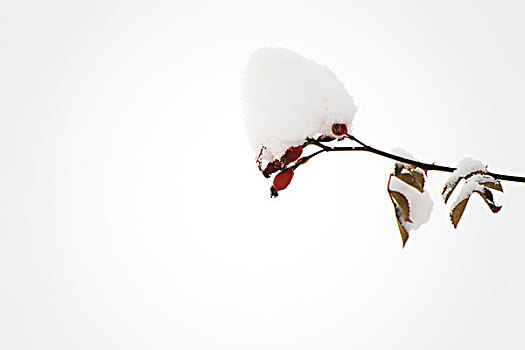 积雪,枝条