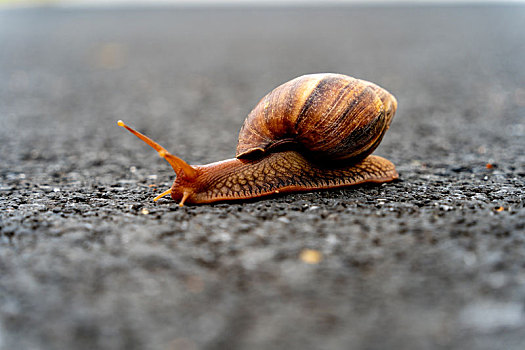 公路上的蜗牛